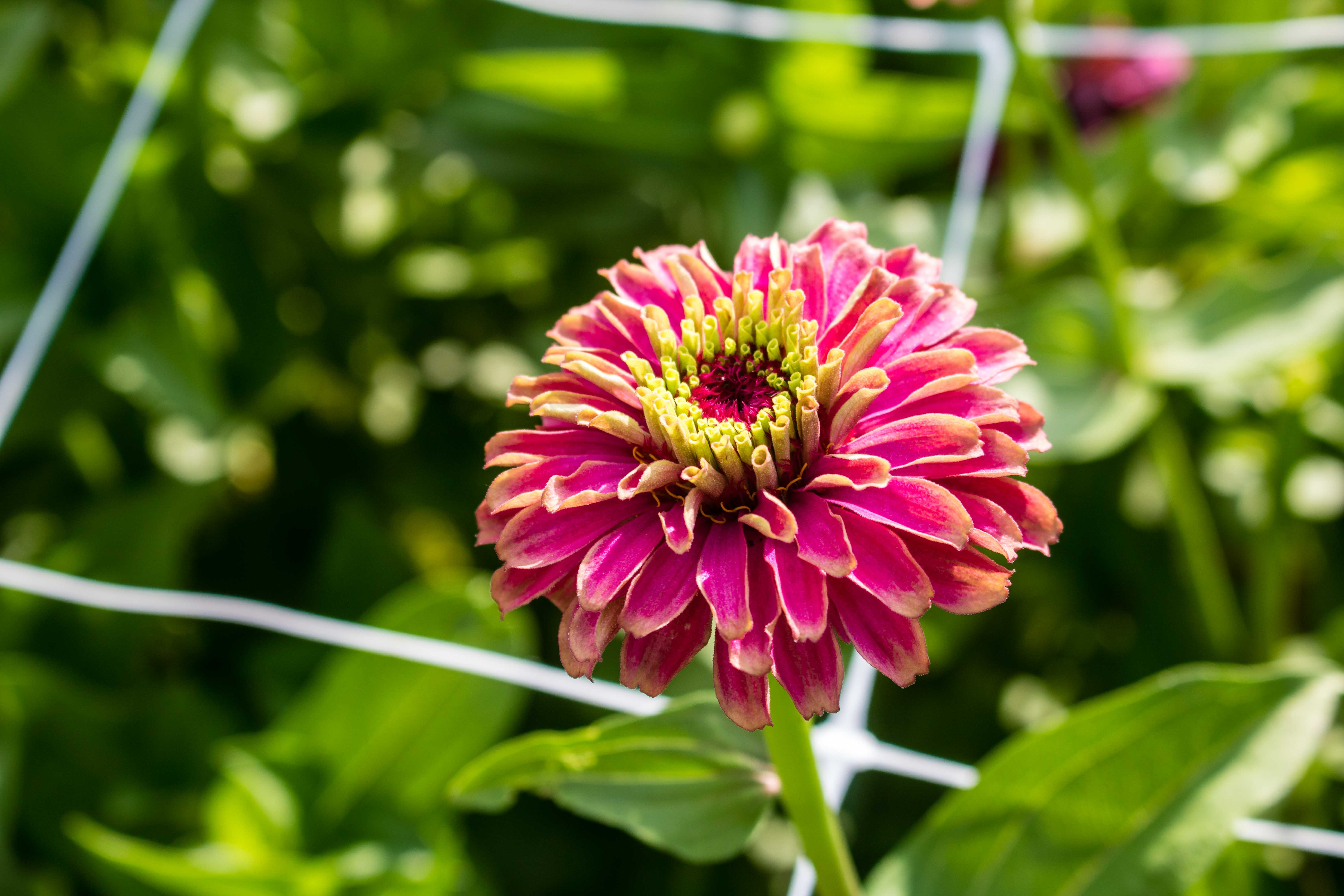 Flower Picking Oklahoma Agritourism Oklahoma S Growing Adventure